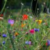 bunte-blumenwiese-head.jpg