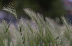 Getreide im Wind