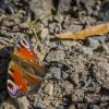 schmetterling-auf-boden-teaser.jpg