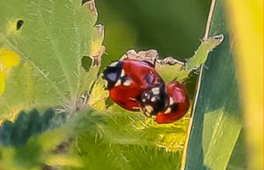 Kopulierende Marienkäfer