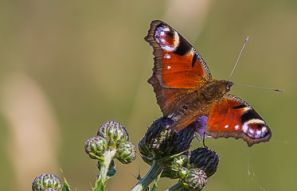 Schmetterling