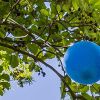 luftballon-im-baum-head.jpg