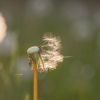 beziehungskrisen-pusteblumen-head.jpg