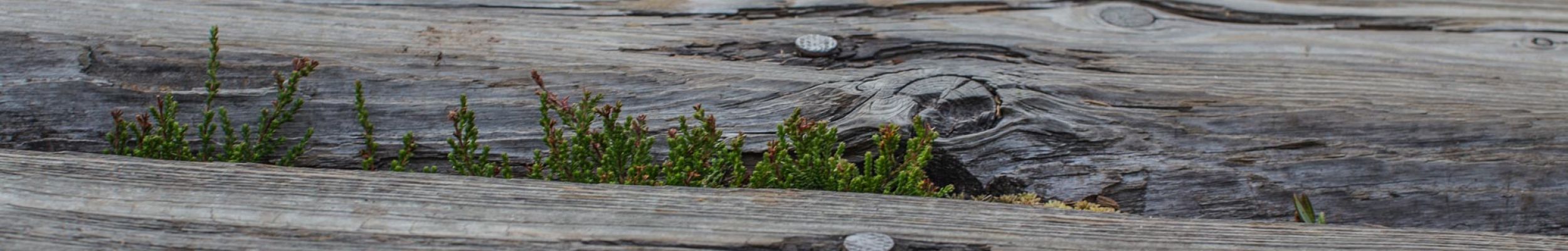 Holzsteg mit grünen Pflanzen